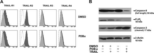 Figure 6. PDBu effects on TRAIL-Rs downstream signaling. (A) Flow cytometric analysis of TRAIL-Rs expression on primary AML cells treated with PDBu or without PDBu (DMSO) 2 nM for 3 days. Specific fluorescence histograms (▩) are superimposed to negative controls (isotype-matched irrelevant mAbs; empty histograms). A representative of 6 independent experiments is shown. (B) Detection of endogenous full-length (inactive) caspase-8, FLIPL, and caspase-3 proteins in AML cells by Western blot. The proteins were revealed by the specific antibodies. β-actin control was used for protein loading. AML cells were treated for 3 days with DMSO (control), PDBu (20 nM), or TRAIL (25 ng/mL), alone or in combination. While TRAIL alone slightly induces caspase-3, PDBu alone also decreases FLIPL levels. However, the combination of PDBu and TRAIL greatly activate caspase-3 and caspase-8 (decrease of full-length, inactive form) at the same time, completely down-modulating FLIPL. A representative of 3 independent experiments is shown.