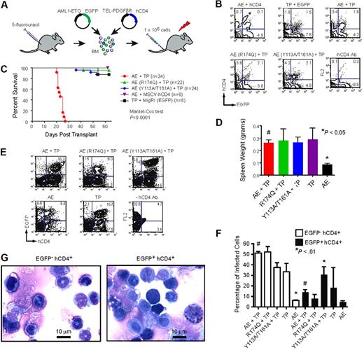 Figure 3. Mutations that disrupt DNA or CBFβ binding impair AML1-ETO's leukemogenic activity. (A) Schematic of transplantation scheme. BM mononuclear cells harvested from 5-FU–treated C57BL/6 mice were co-infected with MigR1 expressing AML1-ETO (and its mutated derivatives) and TEL-PDGFβR. Internal ribosome entry site (IRES)–mediated expression of EGFP marks AML1-ETO expressing cells, while hCD4 marks TEL-PDGFβR expressing cells. Retrovirally transduced cells (106) were transplanted along with 2 × 105 normal BM cells into lethally irradiated mice. (B) FACS plots of BM cells 2 days after transduction to show that all were equivalently infected. (C) Kaplan-Meier survival curve of mice after transplantation with retroviruses expressing AML1-ETO (AE) or its mutated derivatives and TEL-PDGFβR (TP). The study end point was 63 days. The number of mice in each group is indicated. (D) Spleen weights of mice upon sacrifice. Significant differences from AML1-ETO plus TEL-PDGFβR recipients (#) are indicated with * (Dunnett test and ANOVA). (E) Representative plots of BM cells in transplant recipients upon sacrifice demonstrating the presence of EGFP+ and hCD4+ cells. The relatively high EGFP fluorescence in the AML1-ETO (Y113A/T161A) plus TEL-PDGFβR BM cells was observed in 19 of 24 mice. (F) Average percentage of EGFP− hCD4+ and EGFP+ hCD4+ BM cells in transplant recipients upon sacrifice. Error bars indicate 95% confidence intervals. Differences relative to AML1-ETO plus TEL-PDGFβR (#) for each group were determined using Dunnett test and ANOVA. (G) Cytospin preparations of BM cells from an AML1-ETO plus TEL-PDGFβR leukemic mouse purified based on hCD4 and EGFP expression.