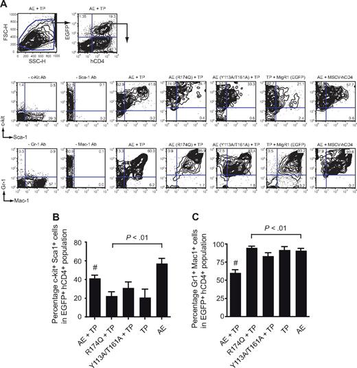 Figure 4. Flow cytometric analysis of BM from primary transplant recipients. (A) Whole BM of diseased mice was gated based on forward and side scatter characteristics and subsequently analyzed for expression of hCD4 (TEL-PDGFβR) and EGFP (AML1-ETO). EGFP+hCD4+ cells were then analyzed for the expression of myeloid and progenitor markers. Plots are from a single animal that is representative of the experimental group. (B) Differences in the percentage of EGFP+hCD4+ BM cells that were positive for both c-kit and Sca-1. Error bars indicate 95% confidence intervals. AE + TP, n = 21 mice; R174Q + TP, n = 22; Y113A/T161A, n = 24; TP, n = 8; AE, n = 8. Differences relative to AML1-ETO plus TEL-PDGFβR (#) for each group were determined using Dunnett test and ANOVA. (C) Differences in the percentage of EGFP+hCD4+ BM cells that were positive for both Gr-1 and Mac-1. Error bars indicate 95% confidence intervals. Differences relative to AML1-ETO plus TEL-PDGFβR (#) for each group were determined using Dunnett test and ANOVA. The percentage of Gr-1+Mac-1+ cells in mice transplanted with AML1-ETO (Y113A/T161A) plus TEL-PDGFβR transduced cells was significantly lower (P < .001) than in mice transplanted with BM expressing AML1-ETO (R174Q) plus TEL-PDGFβR or TEL-PDGFβR alone.