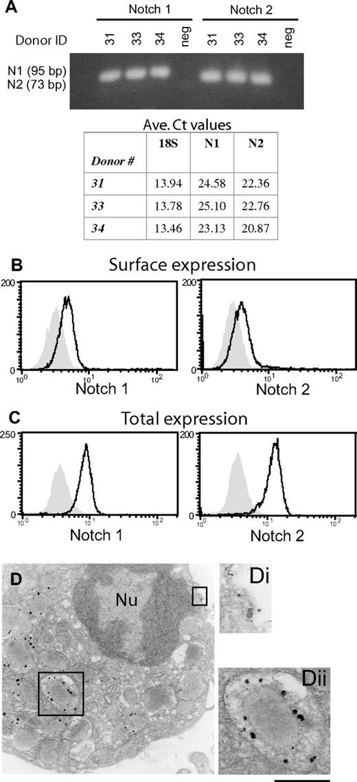 Figure 1. Human blood eosinophils express Notch receptors. (A) Total RNA extracted from freshly isolated human eosinophils from 3 separate donors was reverse transcribed, and cDNA was probed by real-time PCR for Notch receptor 1 and 2 mRNA expression. neg, no RNA-negative control. Table includes average Ct values for N1 and N2 for comparison with 18S housekeeping controls. Intact (B) or saponin-permeabilized (C) eosinophils were analyzed by flow cytometry for expression of surface or intracellular Notch receptors, respectively. Shaded histogram represents isotype control. (D) Freshly isolated eosinophils were processed for immuno-EM with Abs against Notch receptor 1. Notch 1 expression was observed at the plasma membrane (Di) and within granules (Dii). Bars represent 1 μm (D) and 480 nm (Di,ii). Nu indicates nucleus.