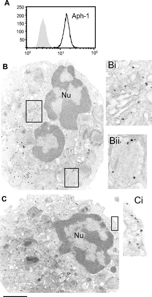 Figure 2. Human eosinophils express Aph-1. Freshly isolated human blood eosinophils were analyzed for intracellular Aph-1 expression by flow cytometry of saponin-permeabilized cells (A) and immuno-EM (B,C). Aph-1 expression was observed within the Golgi (Bi), within granules (Bii), and at the cell periphery (Ci). Bars, 870 nm (B,C); 440 nm (Bi,ii and Ci). Nu indicates nucleus. Scale bar equals 1.2 cm.