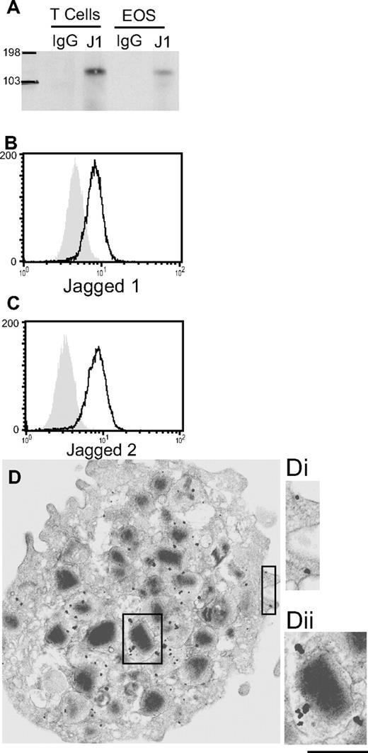 Figure 3. Human blood eosinophils express Notch ligands J1 and J2 protein. (A) Freshly isolated blood eosinophils or CD4+ T cells (positive control) were lysed and immunoprecipitated with anti-J1 or isotype control Abs. Immunoprecipitated proteins were immunoblotted with anti-J1 Abs. n = 3. Saponin-permeabilized eosinophils were analyzed by flow cytometry for expression of J1 (B) or J2 (C). Shaded histograms = isotype control. (D) Freshly isolated eosinophils were processed for immuno-EM and stained with Abs against J1. J1 expression was observed at the plasma membrane (Di) and within eosinophil-specific granules (Dii). Bars represent 1.1 μm (D) and 650 nm (Di,ii).