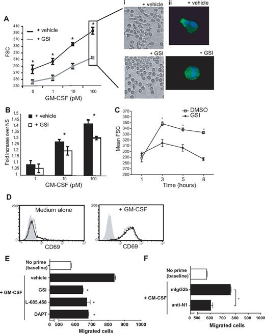 Figure 7. Notch signaling is required for GM-CSF–induced eosinophil shape change and chemokinesis. (A) Eosinophils were cultured overnight with increasing doses of GM-CSF in the presence of 10 μM GSI or vehicle alone, fixed with 4% PFO, and analyzed using the FSC parameter of flow cytometry to assess cell shape changes. Data represent average FSC geometric means (± SD) for 1 experiment representative of 8 independent experiments. (i) Live cells were imaged using phase microscopy with an inverted microscope before fixation (imaged with a Nikon TE-300 inverted microscope coupled to a Retiga Exi cooled digital camera; images acquired using QImaging software). (ii) Fixed and permeabilized cells were stained with Alexa 488–conjugated phalloidin to detect F-actin filaments and Hoescht for nuclear staining, as described in “Methods” (imaged with a BX62 Olympus upright microscope, 60× PlanApo objective with numerical aperture of 1.42, coupled to a Hamamatsu Orca AG fire-wire cooled digital camera; images acquired using IPLab). (B) Data from panel A were normalized to the relevant nonstimulated values and replotted. (A,B) Statistical significances between curves were confirmed using a 2-way ANOVA test, followed by Bonferroni posttests to determine significances at individual doses. (C) Eosinophils were stimulated with 100 pM GM-CSF in the presence of 10 μM GSI or vehicle alone for 1, 3, 5, or 8 hours. (D) Eosinophils were cultured overnight in medium alone (top panel) or with 100 pM GM-CSF (bottom panel) in the presence of 10 μM GSI (dotted line) or vehicle alone (solid line) before staining for CD69 surface expression. Data shown are from 1 experiment representative of 3 independent experiments. Shaded histogram represents isotype control. (E,F) Eosinophils were primed for 5 hours with 1 pM GM-CSF in the presence or absence of γ-secretase inhibitors (E) or neutralizing Abs against Notch 1 (F). After pretreatment, cells were added to upper wells of chemotaxis chambers, and chemokinesis within 1 hour was determined by quantifying cells migrating to the lower wells. *P < .05 versus vehicle alone or isotype control–treated samples.