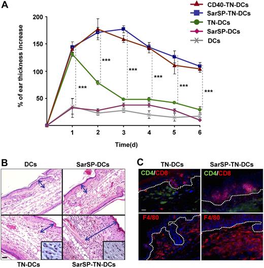 Figure 7. Signaling BMDCs via NK1R prolongs effector cellular immune responses. (A) Ear thickness increase of mice sensitized with adoptively transferred TN-DCs, SarSP-TN-DCs, CD40-TN-DCs, or control (nonhaptenized) SarSP-DCs or untreated DCs, as analyzed at different time points after DTH elicitation. Means (± SD) of 6 mice per experimental group are illustrated. ***P < .001. (B) Histological analysis of ear skin sections dissected 6 days after DTH elicitation shows severe mononuclear cell infiltrate in samples obtained from mice sensitized with SarSP-TN-DCs compared with mice sensitized with TN-DCs or control SarSP-DCs or untreated DCs. The mononuclear cell infiltrate is shown at higher magnification in the insets. Arrows indicate the thickness of the skin (excluding the hypodermis). H&E, ×200 (insets, ×1000); scale bar equals 20 μm. (C) Characterization of the cellular infiltrate in ear skin of mice sensitized with TN-DCs or SarSP-TN-DCs. Dotted-lines indicate the epidermal-dermal junction. Immunofluorescence, ×500; scale bar equals 20 μm. (B,C) One representative skin section of 5 analyzed per experimental group is shown.