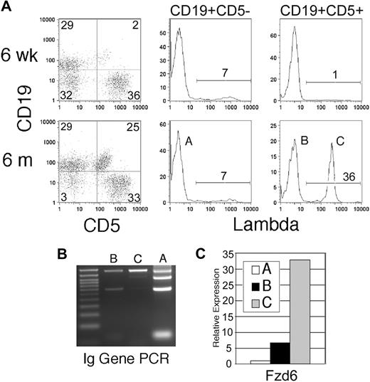 Figure 1. Fzd/Wnt expression can be monitored throughout leukemogenesis in Eμ-TCL1 transgenic mice. (A) Eμ-TCL1 transgenic mice show expansion of CD5+ B cells in blood at 6 months, but not at 6 weeks, of age. Gating on CD5+ and CD5− B cells reveals the usual 2% to 7% Igλ-expressing cells in CD5− B cells (population A), but a large clonal expansion of Igλ+ cells in the CD5+ compartment in this mouse (bottom right histogram, population C). (B) PCR of genomic DNA for Ig HC rearrangement confirms flow analysis, with the normal 4 bands in population A, oligoclonal (reduced) bands in population B, and a single intense band in population C. (C) Quantitative RT-PCR is performed on flow cytometrically sorted populations A, B, and C (> 95% purity) for Fzd6 expression, which is normalized within each sample to the β-actin RNA level. The data are representative of 3 separate analyses of λ+ clonal populations in different mice.