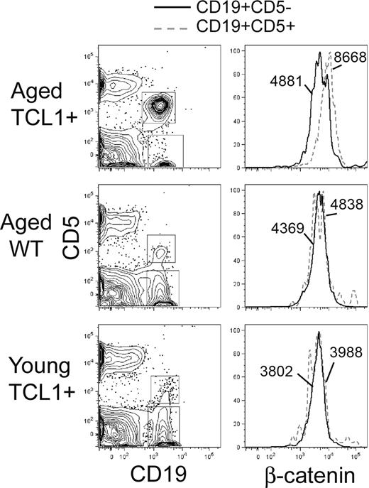 Figure 3. Intracellular β-catenin protein levels are increased in Eμ-TCL1–induced leukemia cells. Flow staining was performed on lymphocytes isolated from the peripheral blood of tumor bearing Eμ-TCL1 mice (> 10 months old), aged WT mice (> 10 months old), and young Eμ-TCL1 mice (6 weeks old). As shown in the left panels, anti–mouse CD19-APC and CD5-phycoerythrin are used to gate CD19+CD5+ and CD19+CD5− B cells. The right panels show the fluorescence intensity of FITC-conjugated anti–β-catenin in CD19+CD5+ (dotted line) and CD19+CD5− (solid line) B-cell populations. The numbers state the net geometric mean of the fluorescence intensity (Geo Meanβ-catenin − Geo Meanisotype control). Representative data of 3 independent analyses are shown.