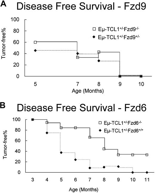 Figure 5. Fzd6, but not Fzd9, gene ablation delays Eμ-TCL1–induced tumor growth. Eμ-TCL1 mice were crossed with Fzd9−/− (A, n = 40) and Fzd6−/− mice (B, n = 18) to obtain Eμ-TCL1+/− animals either heterozygous for Fzd6+/− or homozygous Fzd6−/−. The fraction of CD5+CD19+ cells in peripheral blood was determined by flow cytometry at the indicated times. Disease-free survival was defined as having less than 4% peripheral blood CD5+CD19+ cells. Disease-free survival was significantly longer in mice lacking Fzd6 as determined by log-rank test (P < .001).