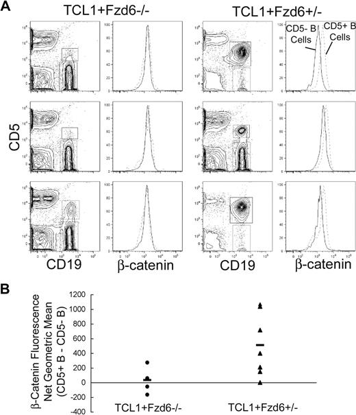 Figure 6. Beta-catenin levels are increased in Eμ-TCL1–induced tumor cells of Fzd6+/−, but not Fzd6−/−, mice. Flow staining is performed on lymphocytes isolated from peripheral blood of 8-month-old Eμ-TCL1+/−Fzd6−/− and Eμ-TCL1+/−Fzd6+/− littermates as in Figure 3. (A) CD19+CD5+ and CD19+CD5− B cells are gated as shown in the left panels. The right panels show histograms of β-catenin–FITC staining in these 2 B-cell populations (CD19+CD5+ cells are within the dashed lines). Results for 3 representative mice from each group are shown in panel A. (B) The difference in β-catenin geometric mean fluorescence intensity between CD19+CD5+ and CD19+CD5− populations for every individual mouse and the mean value for each group of mice are shown. The geometric mean difference in Eμ-TCL1+/−Fzd6+/− (▲) mice is significantly higher than that of Eμ-TCL1+/−Fzd6−/− (●) mice at P < .05 (Student t test).