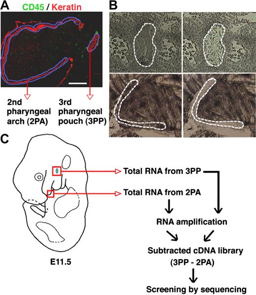 Figure 1. Subtraction screening for genes expressed in the 3PP. (A) Sagittal sections of E11.5 C57BL/6 mouse embryos were 2-color stained with anti-CD45 (green) and anti-keratin (red) antibodies. Regions of the 3PP and the 2PA are marked with blue lines. (B) Regions of 3PP (top panels, marked with dashed lines) and 2PA (bottom panels, marked with dashed lines) in histogene-stained sagittal sections of E11.5 C57BL/6 mouse embryos were microdissected for RNA preparation. Left and right panels show the sections before and after microdissection, respectively. (C) Schematic diagrams of the screening strategy for genes expressed in E11.5 3PPs.