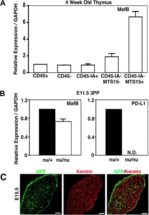 Figure 4. Expression of MafB in adult thymus cells and nude 3PPs. (A) Quantitative PCR analysis of MafB transcript levels in indicated cell fractions isolated from adult C57BL/6 mice. MafB mRNA levels were normalized to GAPDH mRNA levels and are indicated as the ratio to the amount expressed in CD45+ leukocytes. Means and standard errors of the results obtained from 4 independent measurements are shown. (B) Quantitative PCR analysis of MafB and PD-L1 transcript levels in microdissected 3PPs from E11.5 nu/+ mice or E11.5 nu/nu mice. mRNA levels were normalized to GAPDH mRNA levels and are indicated as the ratio to the amount expressed in nu/+ 3PPs. Means and standard errors of the results obtained from 3 independent measurements are shown. (C) In situ expression analysis of MafB in developing thymus by monitoring GFP expression (green) derived from the MafB− allele, in which the coding sequence of MafB was replaced with GFP, of MafB+/− heterozygous mice.31 Paraformaldehyde-fixed E15.5 thymus sections were stained with anti-pancytokeratin antibody (red). Scale bars indicate 100 μm. Representative results of 10 different sections are shown.