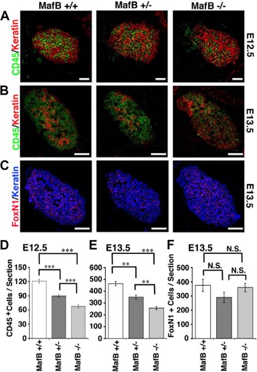 Figure 5. Early development of embryonic thymus in MafB-deficient mice. (A-C) Sagittal sections of indicated mice at E12.5 (A) or E13.5 (B) were 2-color–stained for CD45 (green) and keratin (red). Sagittal E13.5 sections of frozen embryos from indicated mice were also 2-color–stained for FoxN1 (red) and keratin (blue; C). Scale bars indicate 50 μm in panel A and 150 μm in panels B and C. (D-F) Means and standard errors (n = 10 for panel D, n = 4 for panel E, and n = 2 for panel F) of the numbers of CD45+ leukocytes (D,E) or FoxN1+ cells (F) in keratin+ thymic areas per section of E12.5 (D) and E13.5 (E,F) embryos are shown. ***P < .001; **P < .01; N.S., not significant.
