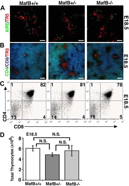 Figure 6. Late development of embryonic thymus in MafB-deficient mice. (A,B) Frozen sections of embryonic thymus isolated from indicated mice at E18.5 were multicolor-stained either for AIRE (green) and ER-TR5 (a marker for medullary thymic epithelial cells; red) or for CD4 (green), CD8 (blue), and ER-TR5 (red). Representative results of 4 independent experiments are shown. Scale bars indicate 50 μm in panel A and 100 μm in panel B. (C) Two-color flow cytometry analysis of CD4 and CD8 in E18.5 thymocytes from indicated mice. Numbers indicate percentage of cells in quadrant. Representative results of 4 independent experiments are shown. (D) Means and standard errors (n = 3-4) of the numbers of thymocytes from indicated mice at E18.5 are shown. N.S. indicates not significant.