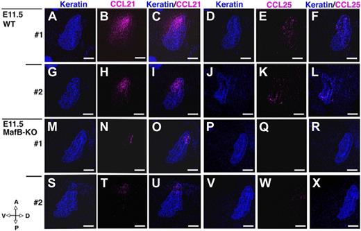 Figure 8. Expression of CCL21 and CCL25 proteins in E11.5 3PPs of MafB-deficient mice. Sagittal sections of frozen embryos from indicated mice were 2-color–stained either for CCL21 (pink) and keratin (blue) or for CCL25 (pink) and keratin (blue). Anterior-posterior (A-P) and dorsal-ventral (D-V) orientations of the sections are indicated. Scale bars indicate 100 μm. Two representative datasets (nos. 1 and 2) of 10 to 14 different sections are shown.