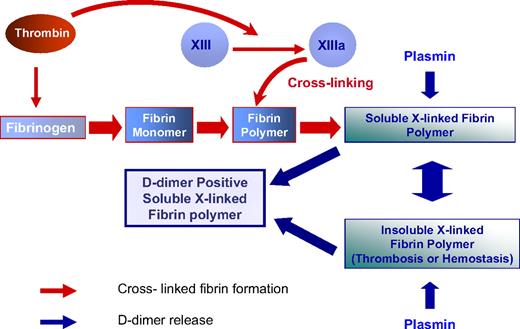 Figure 2. The dynamics of D-dimer formation. Thrombin converts plasma fibrinogen to fibrin monomers. Thrombin then remains associated with fibrin and activates factor XIII, which circulates bound to fibrinogen. Factor XIIIa is formed as fibrin polymerizes and continues after fibrin has formed an insoluble gel. The D-dimer antigen is formed by the sequential action of thrombin, FXIIIa, and plasmin. Plasmin releases D-dimer antigen from fibrin polymers before and after fibrin gels. Thus, D-dimer antigen as detected by commercially available assays can either be derived from the soluble fibrin polymers before their uptake in the clot or be the product of plasmin cleavage of the fibrin clot.