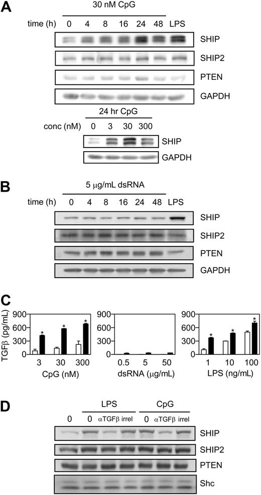 Figure 1. CpG, like LPS, increases SHIP via the production of autocrine-acting TGF-β, whereas dsRNA does not. (A) Wild-type BMmφs were treated with 30 nM CpG for the indicated times or with 100 ng/mL LPS for 24 hours as a positive control (top panel) or the indicated concentrations of CpG for 24 hours (bottom panel) and whole-cell lysates subjected to immunoblot analyses for SHIP, SHIP2, PTEN, or GAPDH. Results shown are typical of 3 separate experiments. (B) Wild-type BMmφs were treated with 5 μg/mL dsRNA for the indicated times or with 100 ng/mL LPS for 24 hours and whole-cell lysates subjected to immunoblot analyses for SHIP, SHIP2, PTEN, and GAPDH. Results shown are typical of 3 separate experiments. Although SHIP frequently appears as multiple bands because of the presence of alternate splice forms, it appears as a singlet here because of poor gel resolution. (C) SHIP+/+ (□) or SHIP−/− (■) BMmφs were treated with CpG, dsRNA, or LPS for 24 hours and cell supernatants assessed for TGF-β by ELISA. TGF-β produced by unstimulated cells was consistently less than 20 pg/mL and has been subtracted. Data are the mean plus or minus SEM of 3 independent experiments assayed in duplicate. *P < .05 comparing SHIP−/− to SHIP+/+. (D) Wild-type BMmφs were untreated, treated with 100 ng/mL LPS, or 30 nM CpG for 24 hours in the absence (0) or presence of a blocking antibody to TGF-β (αTGF-β) or an irrelevant control antibody (irrel). Whole-cell lysates were subjected to immunoblot analyses for SHIP, SHIP2, PTEN, and Shc. Results shown are typical of 3 separate experiments.