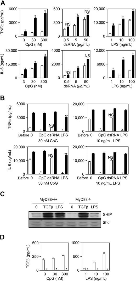 Figure 2. SHIP is induced via the MyD88 pathway and is responsible for CpG-induced tolerance and cross-tolerance between CpG and LPS. (A) SHIP+/+ (□) and SHIP−/− (■) BMmφs were treated with the indicated concentrations of CpG, dsRNA, or LPS and 24 hours cell supernatants assessed for TNF-α (top panels) and IL-6 (bottom panels) by ELISA. Results shown are the mean plus or minus SEM of 3 independent experiments assayed in duplicate. *P < .01 compared with SHIP+/+. NS indicates not significant. (B) SHIP+/+ (□) and SHIP−/− (■) BMmφs were pretreated (pre) or not (0) with 30 nM CpG, 5 μg/mL dsRNA, or 10 ng/mL LPS for 24 hours and then challenged with either 30 nM CpG or 10 ng/mL LPS. At 24 hours, supernatants were assessed for TNF-α and IL-6. Unstimulated cells released less than 50 pg/mL TNF-α or IL-6, and these levels were subtracted. Results shown are the mean plus or minus SEM of 3 independent experiments assayed in duplicate. *P < .02 compared with untolerized cells. **P < .02 compared with untolerized cells. NS indicates not significant. (C) MyD88+/+ or MyD88−/− BMmφs were treated or not (0) with 20 ng/mL TGF-β for 8 hours or 100 ng/mL LPS for 24 hours. Whole cell lysates were subjected to immunoblot analyses for SHIP or Shc. Results are typical of 3 independent experiments. (D) MyD88+/+ (□) or MyD88−/− (■) BMmφs were treated with CpG or LPS for 24 hours and cell supernatants assessed for TGF-β by ELISA. TGF-β levels detected from unstimulated cells were less than 20 pg/mL and were subtracted. Results are the mean plus or minus SEM for 3 independent experiments assayed in duplicate. *P < .001 compared with MyD88+/+ cells.