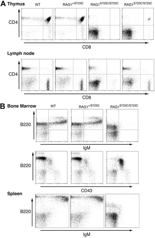 Figure 1. Impaired lymphocyte development in RAG1-S723C homozygous mice. Flow cytometric analyses were performed on RAG1+/+, RAG1+/S723C, and RAG1S723C/S723C littermates, as indicated, at 5 weeks of age. (A) Thymocytes and lymph node cells were stained with αCD4 and αCD8 antibodies. (B) Bone marrow and splenocytes were stained with antibodies against the indicated cell-surface markers.
