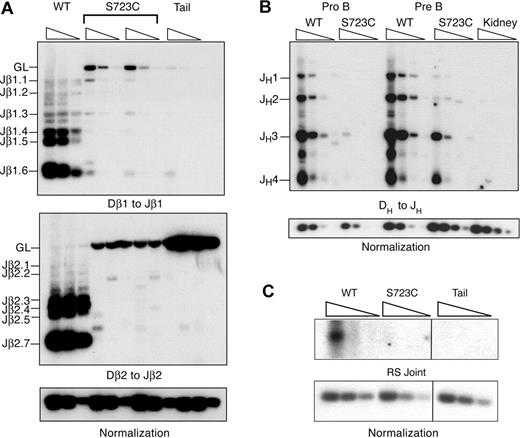 Figure 2. PCR amplification of endogenous rearrangements in RAG1-S723C homozygous developing lymphocytes. (A) TCRβ rearrangements. Genomic DNA from purified DN thymocytes from RAG1+/+ (WT) and RAG1S723C/S723C (S723C) mice and a nonrearranging tissue (tail) was PCR amplified to detect Dβ1 to Jβ1 and Dβ2 to Jβ2 rearrangements. For Dβ1 to Jβ1 rearrangements, genomic DNA was first digested with the XbaI restriction endonuclease. Control PCR amplification of a nonrearranging locus was performed to normalize levels of input DNA. Rearrangements were detected by Southern blot hybridization using an oligonucleotide probe. Experiments (A-C) were repeated 3 times with genomic DNA samples from 3 different sets of mice; representative results are shown. (B) IgH rearrangements. Genomic DNA from sorted pro- and pre-B-cell populations from RAG1+/+ (WT) and RAG1S723C/S723C (S723C) mice and a nonrearranging tissue (kidney) was PCR amplified to detect DH to JH rearrangements. (C) Endogenous TCRδ signal joints. Levels of extrachromosomal signal joints formed between TCR Dδ2 and Jδ1 RSSs were detected by PCR amplification of genomic thymocyte DNA isolated from RAG+/+ (WT) and RAG1S723C/S723C (S723C) mice and a nonrearranging tissue (tail). Vertical lines have been inserted to indicate repositioned gel lanes.