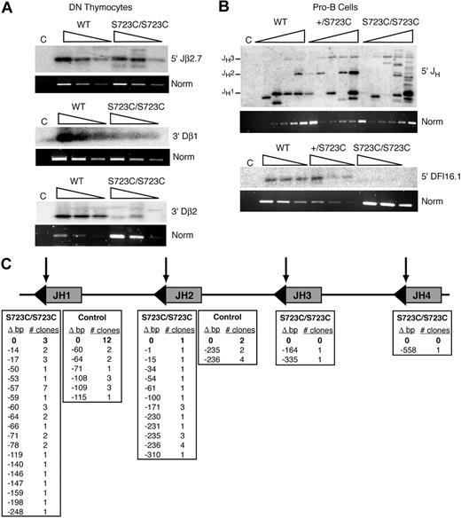 Figure 3. LM-PCR analyses of signal ends in RAG1-S723C developing lymphocytes. Three-fold serially diluted linker ligated genomic DNA isolated from sorted (A) DN thymocytes and (B) sorted pro-B bone marrow cells from RAG1+/+, RAG1+/S723C, and RAG1S723C/S723C were used in PCR amplification reactions for detection of signal ends at the indicated loci. PCR amplification of a nonrearranging locus was performed as a normalization control. C indicates non–linker-ligated wild-type genomic DNA. (C) Location of LM-PCR products within the IgH JH locus. Δ bp indicates number of nucleotides deleted 5′ of the JH RSS depicted at the top of the columns; triangles, RSSs; and arrows, RAG1/2 cleavage sites. LM-PCR analyses were repeated 3 times on genomic DNA isolated from at least 3 independently sorted DN thymocyte and pro-B-cell samples. Representative results are shown.