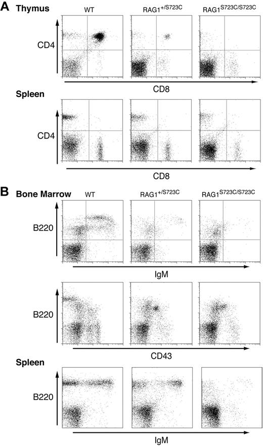 Figure 4. Significant impairment in B- and T-cell development in older RAG1-S723C heterozygous mice. Flow cytometric analyses were performed on RAG1+/+, RAG1+/S723C, and RAG1S723C/S723C mice at 12 months of age. (A) Thymocytes and splenocytes were stained with αCD4 and αCD8 antibodies. (B) Bone marrow cells and splenocytes were stained with antibodies against the indicated cell-surface markers.