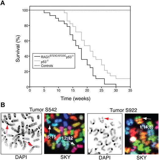 Figure 6. RAG1-S723C/p53 double-mutant mice are predisposed to thymic lymphomas with chromosomal translocations. (A) Survival of a cohort of control (RAG1+/+, RAG1+/S723C, RAG1S723C/S723C, n = 39), p53−/− (RAG1+/+p53−/−, RAG1+/S723Cp53−/−, n = 35), and RAG1S723C/S723Cp53−/− (n = 31) mice was observed for a period of 35 weeks. Kaplan-Meier survival curves were compared using the 2-tailed log-rank test with a 95% confidence interval (RAG1S723C/S723Cp53−/− vs p53−/− cohorts, P = .017; RAG1S723C/S723Cp53−/− vs control cohorts, P < .001). (B) RAG1S723C/S723Cp53−/− thymic lymphomas harbor chromosomal translocations and fusions. DAPI staining (left panels) and SKY analysis (right panels) of tumors S542 and S922 containing clonal chr 15;15 and 12;12 short-arm fusions and t(14;8) translocations, respectively. Arrows indicate translocated chromosomes.