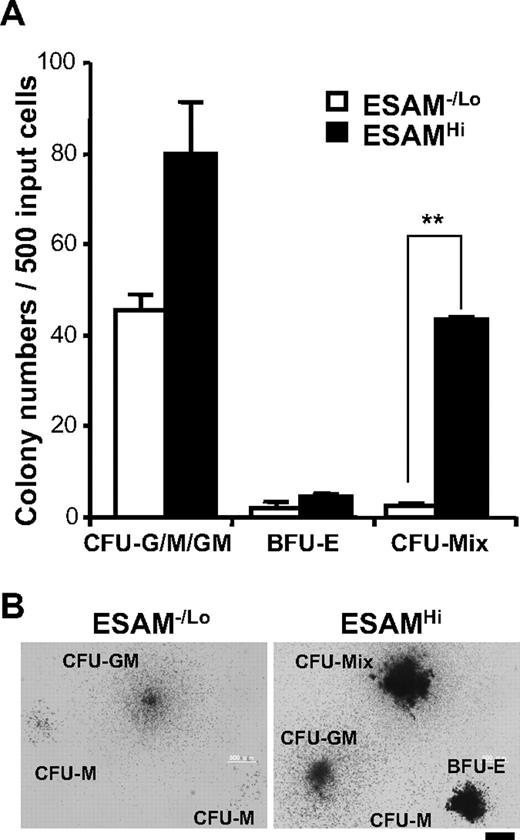 Figure 4. ESAM expression correlates with CFU activity. ESAM−/Lo or ESAMHi cells of the Rag1/GFP− ckitHi Sca1+ fraction of E14.5 fetal liver were sorted and subjected to methylcellulose colony formation assay. Numbers of CFUs (A) and morphology of the colonies derived from the indicated CFUs (B) are shown. The results in panel A are shown as mean plus or minus SD. A black bar in panel B represents 500 mm. The data are from one of 3 independent experiments that gave similar results. Significant difference between the 2 population is indicated (**P < .01).