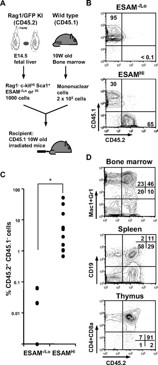 Figure 6. Long-term hematopoiesis-reconstituting activity is excusive to ESAMHi fraction. (A) The Rag1/GFP− Sca1+ c-kitHi cells (CD45.2+) of E14.5 fetal liver were sorted into 2 fractions, ESAM−/Lo and ESAMHi. Then, 1000 cells of each fraction were mixed with 2 × 105 CD45.1+ whole adult bone marrow cells of 10-week-old mice and transplanted to a lethally irradiated CD45.1 mouse (A). (B) Flow cytometry analyses for peripheral leukocytes were performed at 5 weeks after transplantation. In the 2 independent experiments, 9 of 11 recipients with ESAMHi cells were clearly reconstituted by CD45.2+ cells (> 1.0% in all of myeloid, T, and B lineages), whereas none of 11 recipients with ESAM−/Lo cells had CD45.2+ cells detectable in the flow cytometry. The figure shows representative results in each group. (C,D) Twenty weeks after transplantation, all the recipients were killed, and the contribution of CD45.2+ ESAMHi cells was evaluated in lymphohematopoietic organs. Percentages of CD45.2+ CD45.1− population among total CD45+ cells in bone marrow of each recipient were plotted (C). The long-term reconstitution of CD45.2+ ESAMHi cells was confirmed with respect to myeloid, B lymphoid, or T lymphoid lineages in the bone marrow, spleen, and thymus, respectively (D).