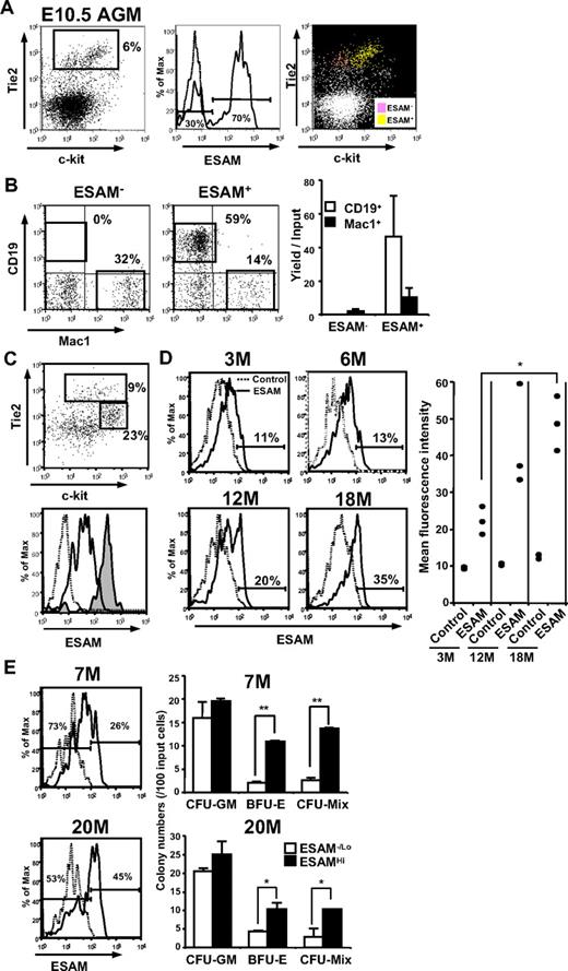 Figure 7. ESAM marks early hematopoietic progenitors throughout life. (A) Rag1/GFP− cells were sorted from AGM of E10.5 Rag1/GFP knockin heterozygous fetuses with high purity. The sorted Rag1/GFP− cells were incubated with the anti-ESAM Ab (1G8) followed by goat antirat IgG-FITC. The cells were then stained with anti-c-kit-APC, anti-Tie2-PE, and 7-AAD. The profile of Tie2 and c-kit expression in AGM cells was shown in a left panel. ESAM expression (solid line) in the Tie2Hi fraction of AGM and its control level with an isotype-matched IgG (dashed line) are presented (middle). The Tie2Hi ESAM+ cells (yellow) were c-kit+, whereas the Tie2Hi ESAM− cells (pink) were c-kit− (right). (B) The Tie2Hi ESAM− and Tie2Hi ESAM+ cells were sorted from E10.5 AGM and cultured on MS5 for 10 days. The recovered cells were counted and stained for the markers, including CD19 and Mac1. (C) Rag1/GFP− cells sorted from E10.5 YS were stained in the same manner as for the E10.5 AGM cells described in panel A. The profile of Tie2 and c-kit expression is shown in the top panel. In the lower panel, ESAM expression in the Tie2Hi c-kitLo fraction (tinted histogram) and the Tie2Lo c-kitHi fraction (open histogram) is shown. A dashed line shows the background fluorescence with an isotype-matched IgG. (D) ESAM expression of Rag1/GFP− Lin− ckitHi Sca1+ cells of adult bone marrow of 3-, 6-, 12-, and 18-month-old mice was analyzed. Representative flow cytometry results in 3 to 5 mice of each age were shown. ESAM expression on Rag1/GFP− Lin− c-kitHi Sca1+ cells of adult bone marrow of 3-, 12-, and 18-month-old mice (n = 3 in each) were simultaneously analyzed, and the data were summarized with respect to the mean fluorescence intensity with an anti-ESAM Ab or its control Ab (right panel). (E) ESAM−/Lo or ESAMHi cells were sorted from the Rag1/GFP− Lin− ckitHi Sca1+ fraction of the indicated adult bone marrow (7 and 20 months old, respectively) and subjected to methylcellulose colony assay. The data are from one of 2 independent experiments that gave similar results. Statistical significance: *P < .05, **P < .01. The percentages of cells in each gate are indicated in each panel.