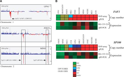 Figure 2. Homozygous deletions in MCL cell lines detected by SNP array and qPCR. (A) Profiles of chromosomes 1 and 2 detected by the SNP array in 3 MCL cell lines, represented from pter (left) to qter (right). GSA P values represent copy number alterations. The lowest values (vertical red lines) pointed by arrows highlight regions with homozygous deletions and candidate genes. UPN1 showed a novel homozygous deletion including FAF1 gene at 1p32.3, whereas JEKO1 and MINO showed 2 concomitant homozygous deletions at 2q12.1 and 2q37, targeting BCL2L11 and SP100 genes, respectively. In addition, JEKO1 showed 2p gain and MINO gain of whole chromosome 2. (B) Representation of FAF1 and SP100 gene qPCR validation. For each gene, the copy number alteration (upper panel SNP array and lower panel qPCR) and expression values (top panel expression array and bottom panel qRT-PCR) are shown. The color codes for the DNA analysis represent the copy number changes and show a high concordance between the results of the respective techniques. Similarly, the relative mRNA expression levels are represented in a color scale (from green to red, indicating low to high expression, respectively) and also show a high concordance of the results. The genes included in the homozygous deleted regions (FAF1 in UPN1 and SP100 in JEKO1 and MINO) had undetectable mRNA levels supporting their inactivation in these MCL cell lines.