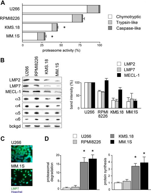 Figure 2. Reduced proteasome activity and increased workload in PI-sensitive MMCs. (A) Proteasome activity in the relatively sensitive KMS.18 and MM.1S and the relatively resistant U266 and RPMI8226 lines. Proteasome-specific chymotryptic, trypsin-like, and caspase-like activities were assessed in cell extracts and expressed on a per-protein basis. The histogram shows the relative quantification of all 3 activities within each line, and levels relative to the corresponding activity in U266 (*P < .001). The average of at least 4 independent experiments (± SD) is shown. (B) Proteasome β-catalytic and α subunits in MM lines. Extracts from U266, RPMI8226, KMS.18, and MM.1S cells were resolved by SDS-PAGE and blotted with Abs to different proteasome catalytic β and noncatalytic α subunits (1 of 3 representative experiments). Equal protein amounts were loaded in each lane, with a background stable band serving as a loading control (bckgd). The right panel shows the relative densitometric quantification of catalytic β subunits in 3 independent experiments (average ± SD), on correction by the band intensity of β-actin in the corresponding blot. (C) Immunofluorescence against LMP7 in U266 and MM.1S cells reveals higher immunoproteasome levels in the relatively less sensitive U266 cells. (D) Higher proteasome workload and protein synthesis in PI-sensitive MMC. U266, RPMI8226, KMS.18, and MM.1S cells were pulsed for 5 minutes with 35S amino acids and chased for 30 minutes, with or without PIs (lactacystin, bortezomib, and epoxomicin; 2 μM each). Proteasome-mediated degradation of newly synthesized proteins was calculated as the percentage of TCA-insoluble radioactivity, the disappearance of which during the chase was inhibited by PIs, relative to the total radioactivity present at the end of the pulse, as in Figure 1. The left panel shows proteasomal degradation in all MM lines, while the right panel quantifies the proteosynthetic activity of each line as the incorporation of hot amino acids into TCA-insoluble polypeptides at the end of the pulse. An average of 3 independent experiments (± SD) is shown. *P < .001.