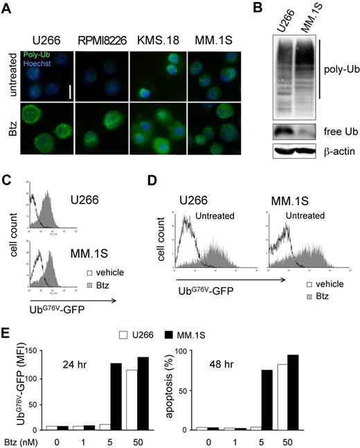 Figure 3. Differential sensitivity to proteasome stress in MMCs. (A) Basal and PI-induced accumulation of polyubiquitinated proteins in MMCs. Immunofluorescent staining of polyubiquitinated proteins in U266, RPMI8226, KMS.18, and MM.1S cells. Top panels show untreated cells. Bottom panels show cells treated with bortezomib (Btz) for 24 hours at the corresponding EC50 dose (calculated at 48 hours). One of 3 independent experiments is shown. Size bar equals 10 μm. (B) Accumulation of polyubiquitinated proteins and lower levels of free ubiquitin in PI-sensitive MMCs. Extracts from U266 and MM.1S cells were blotted with antiubiquitin (Ub). Polyubiquitinated proteins are detected as a smear in a 10% gel, while free Ub is detected in an 18% gel. β-actin serves as a loading control. (C) MM.1S and U266 were engineered to stably express UbG76V-GFP, an established in vivo reporter of proteasomal overload.13,23,29 FACS analysis of basal UbG76V-GFP expression and its accumulation upon 4 hours of treatment with Btz (1 μM for U266 and 100 nM for MM.1S). (D,E) UbG76V-GFP accumulation upon 24 hours of treatment reveals critical proteotoxicity levels. UbG76V-GFP–engineered U266 and MM.1S were treated with increasing doses of Btz for up to 48 hours. (D) FACS analysis of GFP expression reveals massive accumulation of GFP upon 24 hours of treatment in both MM.1S and U266 with 5 and 50 nM Btz, respectively. (E) Mean fluorescence intensity (MFI) at different doses reveals a critical accumulation of the reporter at 24 hours (left panel), 1 day before onset of apotosis (right panel).