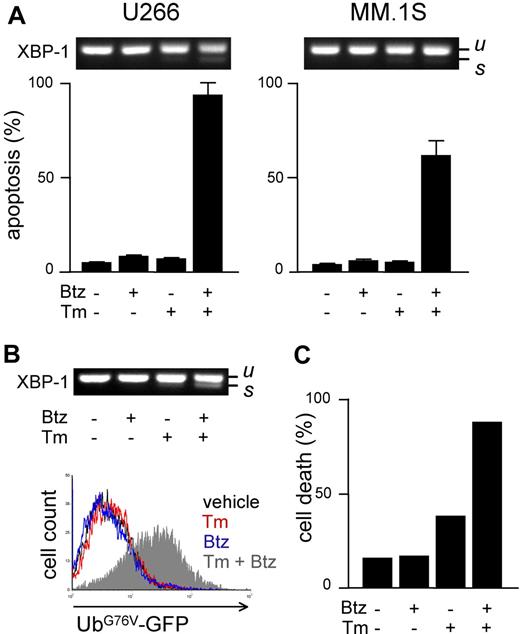 Figure 4. Increasing proteasome workload through ER stress sensitizes MMCs to PIs. Pharmacologic ER stressors increase proteasome workload and PI-induced cytotoxicity in MMCs. (A) FACS analysis of apoptosis upon treatment with tunicamycin (Tm; 2.5 μg/mL) or bortezomib (Btz; 10 nM for U266 and 1 nM for MM.1S), alone or together for 48 hours. Top panels show the level of XBP-1 splicing after 24 hours (u and s for unspliced and spliced, respectively). (B) Twenty-four–hour treatment with Tm (2.5 μg/mL) and Btz (5 nM) synergistically causes ER stress (XBP-1 splicing; top panel) and accumulation of UbG76V-GFP (bottom overlay FACS histogram) in engineered U266 cells. (C) Forty-eight–hour treatment with Tm and Btz triggers synergistic death of engineered U266 cells. Cell death was assessed by modifications of physical parameters by FACS. One representative experiment is shown.