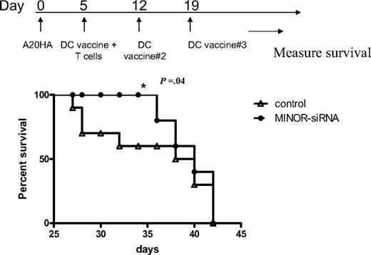 Figure 4. Silencing of MINOR in DCs improves short-term antitumor efficacy. Mice were injected with 5 × 105 A20-HA cells 5 days before treatment with weekly DC vaccines, which were transduced with either LV-control-siRNA or LV-MINOR-siRNA and pulsed with MHC II–restricted HA peptide. HA-reactive T cells (6.5) were administered at the time of the first vaccine. Mice were followed for survival (killed as appropriate according to Institutional Animal Care and Use Committee guidelines). Shown is 1 of 3 similar experiments; tumor progression was significantly delayed in mice receiving the DC vaccine transduced with the MINOR-siRNA (t test conducted on results at day 38).