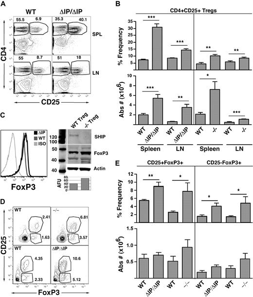 Figure 1. Mice with germline SHIP deficiency have an expanded CD25+ Treg compartment in peripheral lymphoid organs and higher percentages of thymic CD4+FoxP3+ Tregs than WT counterparts. Spleens, mesenteric LN, and thymuses of SHIP−/−, SHIPΔIP/ΔIP, and their respective WT controls were harvested from 6- to 9-week-old mice and processed into single-cell suspensions. In spleens and LN, CD3+CD4+CD25+ Tregs were quantified using a CD3, CD4, CD25, and FoxP3 multicolor stain. In thymuses, CD4+CD8−CD25−FoxP3+ T cells and CD4+CD8−CD25+FoxP3+ Tregs were quantified using a CD4, CD8, CD25, and FoxP3 multicolor stain. (A) Representative CD4 versus CD25 staining after gating on CD3+ T cells for spleen and LN of SHIPΔIP/ΔIP and WT littermates. (B) Percentage frequency of CD4+CD25+FoxP3+ Tregs after gating on CD3+ T cells, and total absolute CD3+CD4+CD25+FoxP3+ Treg numbers, respectively, in the spleen and LN of the indicated genotype. For SHIPΔIP/ΔIP mice: n = 12 and littermate control: n = 10. For SHIP−/− mice: n = 6 and littermate control: n = 6. (C) Representative FACS analysis of FoxP3 expression CD3+CD4+CD25+ Tregs in the spleen of the indicated genotype. Western blot analysis of SHIP, FoxP3, and β-actin expression in lysates prepared from sorted CD3+CD4+CD25+ Tregs of the indicated genotype. AFU values (“Western blotting”) for FoxP3 expression in −/− and WT Tregs are displayed below the corresponding band in the bar graph. (D) Representative CD25 versus FoxP3 staining after gating on CD4+CD8− thymic cells from SHIPΔIP/ΔIP or SHIP−/− and WT littermate controls. (E) Percentage frequency of CD25+FoxP3+ and CD25−FoxP3+ Tregs after gating on CD4+CD8− T cells and total absolute number of CD4+CD25+FoxP3+ and CD4+CD25−FoxP3+ Tregs in the thymus of the indicated genotype. For SHIPΔIP/ΔIP mice: n = 5 and littermate control: n = 5. For SHIP−/− mice: n = 4 and littermate control: n = 4. *P < .05. **P < .01. ***P < .001.