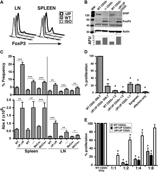 Figure 4. SHIP-deficient CD25− T cells exhibit multiple molecular features of an immunoregulatory cell and have profound immunosuppressive capacity. Single-cell suspensions were prepared from spleens and mesenteric LN of 6- to 9-week-old SHIP−/−, SHIPΔIP/ΔIP, and their respective WT controls, and from polyI/C-treated MxCreSHIPflox/flox and SHIPflox/flox mice. (A) Representative histogram of FoxP3 expression levels in fixed CD25− T cells from spleen and LN of the indicated genotype. (B) Western blot analysis of FoxP3 protein expression in FACS-purified CD25− T cells from the indicated SHIP-deficient strain and WT counterpart. (C) Bar graph representing the percentage frequency of FoxP3+ T cells among CD25− T cells and absolute numbers of CD25−FoxP3+ T cells in the spleen and LN of the indicated genotype. (D,E) FACS-purified C57BL/6J SHIP-deficient CD25− T cells (labeled CD25−), SHIP-deficient or WT CD25+ Tregs (labeled CD25+) were mixed with FACS-purified C57BL/6J WT effector CD25− T cells at the indicated ratios (suppressors/effectors) in a one-way MLR where irradiated BALB/C splenocytes were used as stimulators. This is representative of 3 independent MLR assays conducted at the indicated cell ratios. *P < .05. **P < .01. ***P < .001.