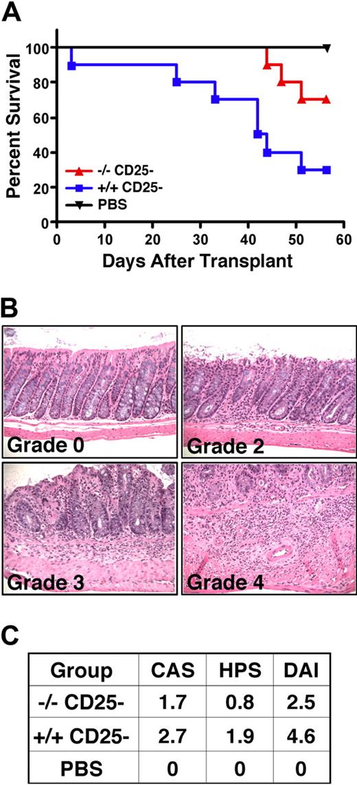 Figure 6. Reduced alloreactivity of SHIP-deficient CD4+CD25− effector T cells in vivo. Rag2−/−γc−/− hosts on an H2d background received 4 × 105 CD3+CD4+CD25− T cells from SHIP−/− or WT C57BL6 (H2b) donors by r.o. injection on day 1. In parallel, a control group of Rag2−/−γc−/− hosts received a PBS injection. Disease was monitored on a daily basis. Data represent 2 separate studies that were combined, where n = 5 per treatment group, resulting in an n = 10 per each treatment group. (A) Kaplan-Meier step functions that show survival for the indicated Rag2−/−γc−/− cohorts (n = 10). P = .01 for SHIP−/− versus WT CD25− T-cell-injected cohorts. (B) Histopathologic appearance (hematoxylin and eosin, × 200) of the proximal colon of Rag2−/−γc−/− mice after transfer of SHIP−/− or WT CD4+CD25− T cells. These are representative examples that show grading to determine the HPS, using the criteria described in Figure 5. Histology micrographs were taken as described in Figure 5. (C) Table summarizing the assessment of disease in Rag2−/−γc−/− mice cohorts receiving CD25− T cells from the indicated genotype or sterile PBS control based on the clinical assessment score (CAS), the HPS and the disease activity index (DAI = CAS + HPS). The CAS is determined as follows: 0 indicates no signs; 1, bristled fur; 2, bristled fur with hunched posture, and/or reduced activity; 3, all of the above and change in stool consistency (eg, soft, sticky); 4, rectal prolapse.
