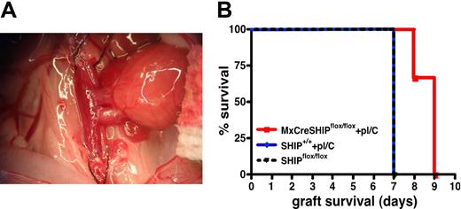 Figure 7. Induced SHIP deficiency delays rejection of MHC-mismatched, vascularized heart allografts. (A) Example of an anastomosed heart early after reperfusion. The heart is located in the right lower abdomen of the recipient mouse, and contractions can be palpated through the abdominal wall after closure. (B) Kaplan-Meier step-functions for graft survival in MxCreSHIPflox/flox mice after induction of SHIP deficiency (red), SHIPflox/flox controls (dashed black) and C57BL/6J mice (blue). The latter group was treated with an identical polyI/C (labeled pI/C) regimen as that given to MxCreSHIPflox/flox mice. P < .01 for MxCreSHIPflox/flox versus SHIPflox/flox graft survival. P < .05 for MxCreSHIPflox/flox versus C57BL/6J graft survival.