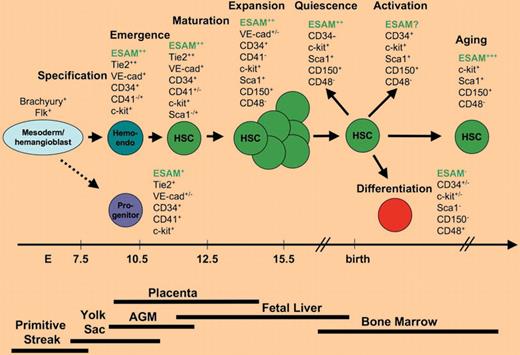 ESAM was identified as a novel marker that distinguishes multipotential hematopoietic stem and progenitor cells from differentiated cells. In contrast to many other HSC surface markers that are expressed in developmental stage and context dependent fashion, high level of ESAM expression was observed already at the time when HSCs emerge from hemogenic endothelium (hemo-endo) and was sustained throughout development and adult life.