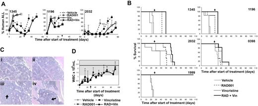 Figure 2. RAD001 improves survival of NOD/SCID mice engrafted with ALL. (A) Percentage of human ALL cells in the blood of mice engrafted with the indicated samples over time. Mice were treated with vehicle, vincristine (Vin), RAD001, or RAD001 and vincristine (RAD + Vin). The time indicated is from the commencement of treatment, and the arrow indicates the completion of treatment. Mean plus or minus SD of surviving animals is shown. (B) Kaplan-Meier plots of the survival of mice engrafted with xenografts from 5 patients with childhood ALL. The time indicated is from the commencement of treatment, and the arrow represents the completion of treatment. (C) Femur (i-iii) or vertebral body hematoxylin and eosin–stained sections (iv) from mice engrafted with ALL-1999 10 weeks after the completion of treatment with RAD001 (i,iii,iv) or RAD001 + vincristine (ii). Subpanels i and ii show normal hematopoiesis, whereas subpanels iii and iv are from the single animal showing disease relapse at the time of death. Regions of leukemic infiltration are indicated by arrows. Original magnification ×200 (details in “Histology”). Larger images available in Figure S2. (D) Murine white blood cell counts (mean ± SD) of surviving NOD/SCID mice engrafted with ALL-1999 during and after the completion of treatment. Time is from the initiation of treatment and the end of treatment indicated by the arrow. The white cell counts were very low at the start of treatment because the mice were still recovering from the sublethal radiation administered to facilitate ALL engraftment. The shaded area represents the normal range; line, mean value for white blood cell counts observed in our NOD/SCID mouse colony. Note that the vehicle- and vincristine-treated mice had all died of disease by day 20.