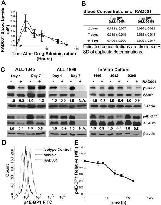 Figure 3. RAD001 concentrations and inhibition of phosphorylation of S6RP and 4E-BP1 after drug administration. Mice engrafted with ALL-1345 or ALL-0398 cells were treated with RAD001 or vehicle and blood harvested after the indicated time points of continuing treatment and evaluated for RAD001 concentrations. (A) RAD001 (mean ± SD, n = 3) concentration-time profiles in mice engrafted with ALL-1345 () and ALL-0398 (----) up to 48 hours after administration of a single dose of RAD001. (B) RAD001 (mean ± SD, of duplicate determinations from 3 experiments) trough concentrations in mice treated for up to 14 days with RAD001. (C) Ex vivo analysis of the phosphorylation of S6RP and 4E-BP1 in ALL cells from spleens recovered from mice engrafted with ALL-1345 or ALL-1999, 1 or 7 days into the treatment protocol (left and center panels). Cells from xenografts ALL-1196, -2032, and -0398 recovered from untreated mice were treated in vitro for 24 hours with or without 2 μM RAD001 (right panel). The numbers below the blots indicate the intensity of phosphorylation-specific bands for 4E-BP1 and S6RP relative to total 4E-BP1 and S6RP. (D) Representative plots showing the levels of phosphorylated 4E-BP1 assessed by flow cytometry in ALL cells recovered from spleens of mice engrafted with ALL-1345. (E) Time course of the reduction of phosphorylated 4E-BP1 after administration of RAD001 measured by flow cytometry in ALL cells recovered from mice engrafted with ALL-1345.
