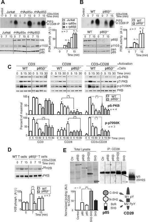 Figure 2. Lower PKB activation in p85β-deficient cells. (A,B) Jurkat cells were transfected with control, rHAp85α, or rHAp85β in combination with p110δ vectors and incubated for 36 hours (A). T cells were purified from Wild-type (WT) and p85β−/− and mice (B). Cells were activated with CD3 + CD28 antibodies (7 or 15 minutes) and collected. PI3K activity was assayed in CD28 immunoprecipitates in vitro. WB examined recombinant protein expression levels in cell extracts. The histogram represents the mean plus or minus SD (n = 3) of the PIP3 signal in AUs. (C,D) T cells were purified from p85β−/− and p85β+/− spleen and lymph node cell suspensions, then activated by CD3, CD28, or CD3+CD28 cross-linking (indicated). (C) Total cell lysates were examined in WB using anti–pSer473-PKB, anti–pThr308-PKB, anti–pThr389-p70S6K, or anti-PKB antibodies. Graphs show the percentage of p-PKB or p-p70S6K signal compared with maximal (with CD3+CD28 at 5 minutes). (D) PKB was immunoprecipitated from cell extracts and assayed in vitro using histone H2B as substrate. Graphs were as in panel A. (E) Jurkat cells were transfected with cDNA encoding the indicated p85β mutant forms, and 36 hours later cells were activated as in panel A, and total extracts or CD28 immunoprecipitates resolved by SDS-PAGE and examined by WB using anti-HA Ab. Vertical lines have been inserted to indicate a repositioned gel lane. The graph shows the mean signal plus or minus SD (AUs) of CD28-bound rp85β forms normalized for their expression levels. Scheme showing the potential interaction domains of p85 and CD28 and after activation. *P < .05.
