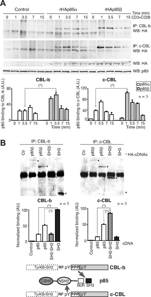 Figure 3. CBL-b and c-CBL associated preferentially with p85β. (A) Jurkat T cells were transfected with empty vector, or with vectors encoding rHAp85α and β. At 36 hours after transfection, cells were collected and activated with CD3+CD28 for different times. Total extracts were immunoprecipitated with CBL-b or c-CBL antibodies, and p85 binding was analyzed in WB using anti-HA antibody. Total p85 was used as equal protein concentration control. Histograms show relative signal plus or minus SD (n = 3) of rHAp85α or rHAp85β binding to CBL-b and c-CBL. (B) Extracts from the assay shown in Figure 2D were immunoprecipitated using anti–c-CBL or anti–CBL-b Ab, resolved by SDS-PAGE, and examined by WB using anti-HA Ab. The graphs are as in Figure 2D. Scheme showing the potential interaction domains of p85β to CD28 and CBL after activation. *P < .05.