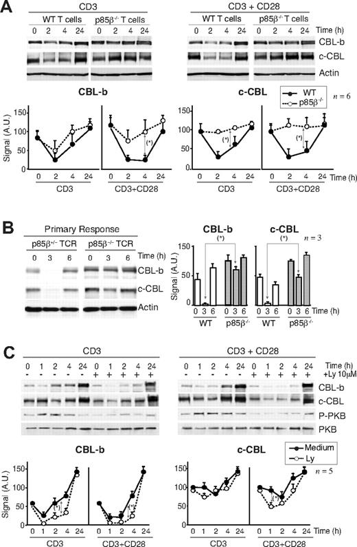 Figure 4. Defective CBL and TCR down-regulation in p85β-deficient cells. (A) Purified peripheral T cells from p85β+/− and p85β−/− mice were stimulated with CD3+CD28 Ab for the indicated times. CBL-b and c-CBL levels were analyzed in WB. Actin was used as loading control. (B) For primary responses, p85β+/− and p85β−/− F5TCRTg mice were injected with antigenic peptide. Mice were sacrificed at 0, 3, and 6 hours after injection and CBL levels were examined in extracts of purified T cells. (C) Jurkat T cells were activated with CD3 or CD3 + CD28 for the indicated times in the presence or absence of 10 μM Ly294002. We analyzed CBL-b and c-CBL levels in cell extracts by WB. Graphs (A-C) show CBL-b and c-CBL signal intensity in AUs, mean plus or minus SD (n = 5). *P < .05.