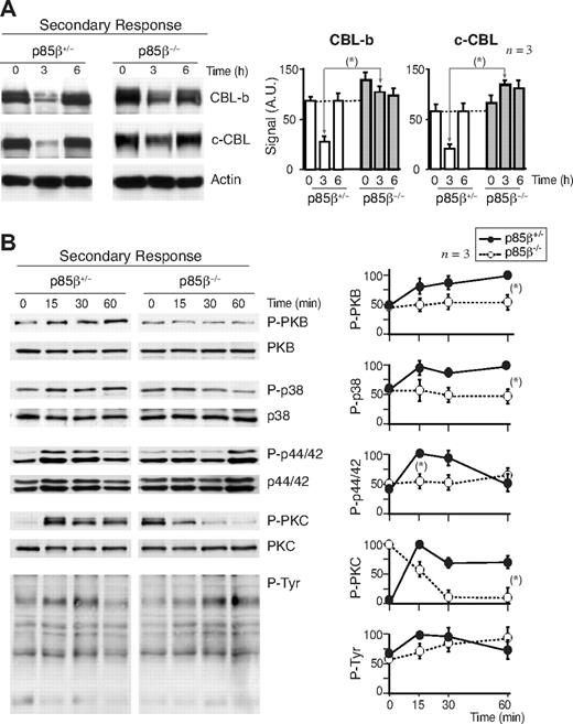 Figure 7. CBL down-regulation and pPKB defects upon secondary stimulation of p85β−/− T cells. (A,B) We measured CBL expression levels in antigen-experienced T cells; p85β−/− and p85β+/− F5TCRTg mice were injected with the NP366-374 peptide; 11 days later both mice groups were reinjected with the NP366-374 peptide, and CBL-b or c-CBL was analyzed in WB at different times after injection (A). Alternatively, 11 days after first priming, mice were killed and purified T cells were stimulated in vitro with peptide-pulsed APCs for the times indicated. Cell extracts were examined in WB using antibodies as indicated (B). Figures are representative of at least 3 experiments with similar results. Graphs in panel A show the mean plus or minus SD (n = 3) of CBL-b or c-CBL signal. Graphs in panel B show the mean percentage plus or minus SD (n = 3) of the signal for each of the proteins, compared with the maximal signal in control cells (100%) and normalized in comparison with loading controls (n = 3). P values are shown for the times of maximal signal (*P < .05).