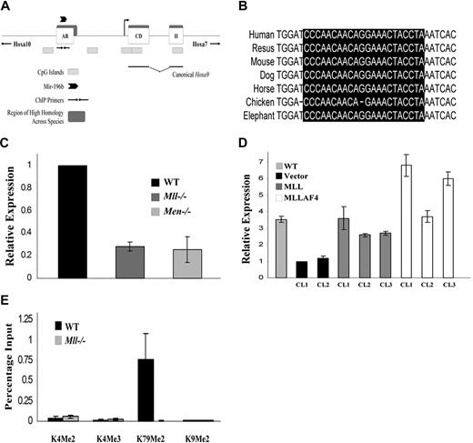 Figure 1. Expression of mir-196b is dependent on Mll and Menin. (A) Schematic illustration of the murine Hoxa9 locus on chromosomal band 6qB3. Open boxes represent 3 exons and gray boxes indicate CpG islands. Exon II is the homeodomain (HD) containing exon. The canonical Hoxa9 is encoded by exons CD and II. Regions of high homology between species are noted as dark boxes and the region amplified by ChIP primers is indicated by arrows. The location of mir-196b is labeled above exon AB with an arrowhead. (B) Sequence alignment of the conserved mir-196b sequence among different species. The mature mir-196b sequence is highlighted in black. (C) Quantitative RT-PCR of mir-196b levels in WT, Mll−/−, and Men−/− MEFs. The experiment was run in triplicate and the results represent average expression plus or minus SD. (D) Quantitative RT-PCR of mir-196b expression in individual clones expressing an empty vector, MLL, or MLLAF4 in Mll−/− MEF background. Transfection of Mll−/− MEFs and clone selection was performed as previously described. Mir-196b expression was determined from total RNA. (E) ChIP assay performed in WT and Mll−/− MEFs. Chromatin was precipitated using indicated antibodies and qPCR performed with primers spanning mir-196b region. All samples were run in triplicate and were normalized to the input chromatin.