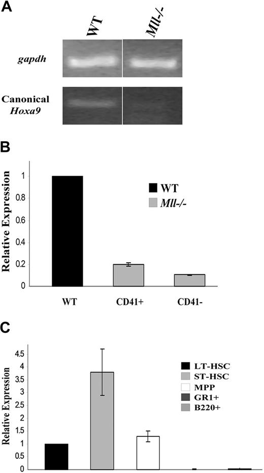 Figure 3. Mll regulates mir-196b expression in hematopoietic progenitors. (A) RT-PCR for canonical Hoxa9 in CD41+ ES cells. Day 10 EBs were disrupted and CD41+ cells isolated using a magnetic column. Total RNA was isolated from the CD41+ cells and used for cDNA synthesis. Hoxa9 primers used span the junction between exon CD and exon II of the gene. Gapdh is used as a loading control. Space between panels indicates repositioned gel lanes. (B) Quantitative RT-PCR of mir-196b expression in WT and Mll−/−CD41+ and CD41− murine embryonic stem cells from day 10 embryoid bodies. WT levels were set to 1 for comparison. Experiment was performed in triplicate and the results represent average expression plus or minus SD. (C) Quantitative RT-PCR of mir-196b expression in sorted mouse bone marrow cells. Mouse bone marrow cells were sorted in various populations based on the expression of cell surface markers. Expression of LT-HSCs is set to1 for comparison. The results represent average fold change plus or minus SD.