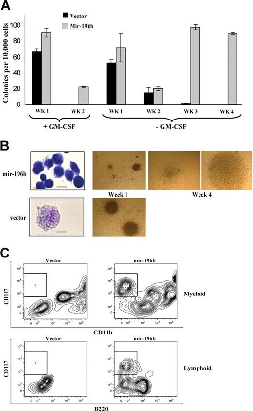 Figure 6. Mir-196b expression enhances colony formation and partially blocks hematopoietic progenitor cell differentiation. (A,B) Serial replating myeloid colony assay using c-Kit+ bone marrow cells. Cells were transduced with retroviruses producing mir-196b construct or with an empty vector and plated in methylcellulose with 2 different cytokine mixes. The number of colonies (A) and colony and cell morphology (B) at 1 and 4 weeks are shown. Only mir-196b–expressing cells are able to form colonies at the fourth week. Scale bars on cytospin pictures represent 10 μm in top panel and 25 μm in bottom panel. (C) Representative FACS profiles of in vitro–differentiated bone marrow cells. After 1 week of growth and selection in methylcellulose, mir-196b or vector-expressing bone marrow cells were plated on the OP9 cell line in the presence of GM-CSF or IL-7/Flt3L. After 5 days, expression of CD117 and CD11b (top panels, cells on GM-CSF) or B220 (bottom panels, cells on IL-7/Flt3L) was determined. Under both conditions, overexpression of mir-196b causes a partial block in differentiation.