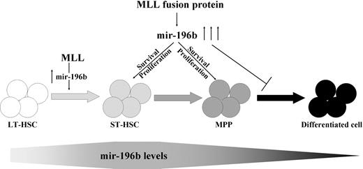 Figure 7. Model for the role of mir-196b in hematopoietic cells and MLL fusion-mediated leukemia. MLL regulates expression of mir-196b and MLL fusion proteins cause a block in differentiation of progenitor cells. This effect may be due partially to high levels of mir-196b expression caused by the MLL fusion protein. High levels of mir-196b may also provide a survival advantage to cells expressing the MLL fusion protein.
