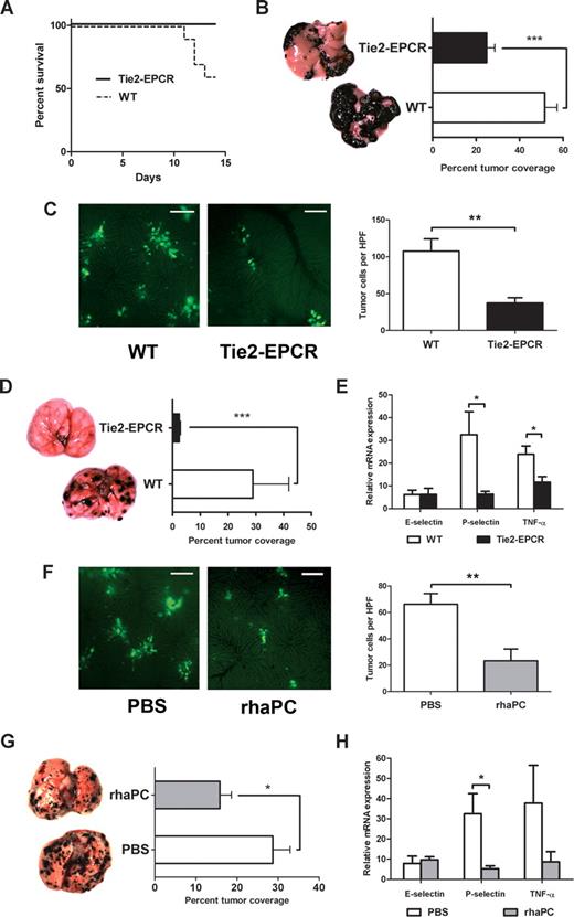 Figure 2. EPCR overexpression and aPC administration protect mice from B16-F10 melanoma metastases. (A) Survival curves comparing WT and Tie2-EPCR mice over the 2 weeks after intrasplenic injection of B16-F10 melanoma cells, P = .03. For each group, n = 10. (B) Calculated percentage of total liver surface area involved with tumor nodules and corresponding photographs of representative liver surfaces for WT and Tie2-EPCR mice, ***P < .001, n = 10 per group. Images were visualized with a Leica S6D dissecting microscope equipped with a 10×/0.32 Plan Apo lens (Leica, Richmond Hill, ON) and a QImaging Micropublisher 3.3 RTV digital camera (QImaging, Surrey, BC). Images were acquired with QCapture Pro 5.0 software (QImaging) and were analyzed with the SimplePCI Imaging System (Compix). (C) Representative intravital images and cell counts per high-power field (HPF) of CFDA-SE–labeled B16-F10 melanoma cells in WT and Tie2-EPCR livers, **P < .01, n = 6 per group. One hour after intrasplenic B16-F10 inoculation, mice were anesthetized, and their livers were exteriorized for image capture. Images were visualized using a Leica DM5000B fluorescence microscope and Hamamatsu C9100 EM-CCD camera (Hamamatsu Photonics, Bridgewater, NJ). Images were acquired with Volocity 5.0.0 software (Improvision, Lexington, MA). Ten HPFs were captured per liver. Cell counts per HPF were performed by 2 blinded observers. Bar = 100 μm. (D) Calculated percentage of total lung surface area involved with tumor nodules and corresponding photographs of representative lung surfaces for WT and Tie2-EPCR mice, ***P < .001. A similar difference was observed if lung metastasis was measured with total nodule number or lung surface area (data not shown). For each group, n = 12. (E) Quantitation of E-selectin, P-selectin, and TNF-α transcript levels from WT and Tie2-EPCR lung specimens harvested 2 weeks after tail vein injection with B16-F10 cells, *P < .05, n = 6 per group. Each RT-PCR reaction was run in duplicate. Transcript levels expressed relative to mean value for nontumor-injected WT animals. In the absence of tumor injection, no significant differences in transcript levels were observed between WT and Tie2-EPCR mice. (F) Representative intravital images and cell counts per HPF of CFDA-SE–labeled B16-F10 melanoma cells in PBS- and rhaPC-treated WT animal livers, **P < .01, n = 6 per group. Bar = 100 μm. (G) Calculated percentage of total lung surface area involved with tumor nodules and corresponding photographs of representative lung surfaces for PBS- and rhaPC-treated WT mice, *P = .02. For PBS-treated group, n = 12; for rhaPC-treated group, n = 10. (H) Quantitation of E-selectin, P-selectin, and TNF-α transcript levels from PBS- and rhaPC-treated WT lung specimens harvested 12 hours after initiation of PBS or rhaPC injections (10 hours after inoculation with B16-F10 cells), *P = .02, n = 6 per group. Each RT-PCR reaction was run in duplicate. Transcript levels expressed relative to mean value for PBS-treated, nontumor-injected mice. In the absence of tumor injection, no significant differences in transcript levels were observed between PBS- and APC-treated mice. All data reported as mean with standard error.