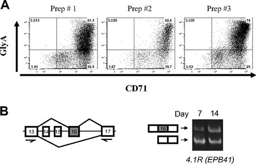 Figure 1. Stage-specific switch of protein 4.1R exon 16 splicing in highly purified erythroblast cultures. (A) Fluorescence-activated cell sorter analysis of day 7 erythroblasts from 3 different preparations indicates that purity is more than or equal to 97%, based on expression of erythroid markers for glycophorin A and CD71. Quantitative analysis demonstrated erythroblast purities as follows: prep 1, 97%; prep 2, 97%; prep 3, 99%. (B) RT-PCR scheme used to analyze 4.1R pre-mRNA splicing in early (day 7) and late erythroblasts (day 14), using primers in the nearest constitutive exons 13 and 17. Gel image shows primarily exclusion of exon 16 in early erythroblasts (bottom band), whereas substantial inclusion of exon 16 was observed in late erythroblasts (top band). Alternative exons 14 and 15 are not expressed in erythroid cells.